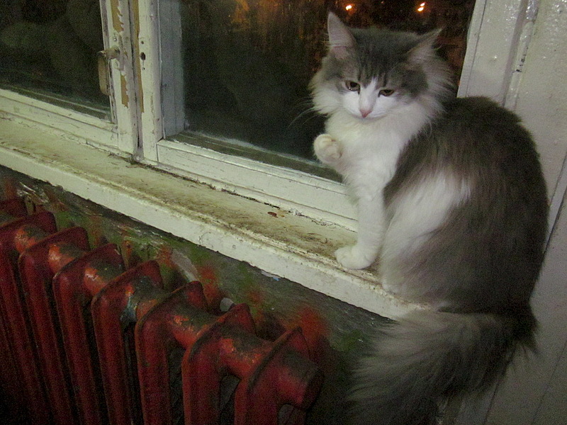 1920 X 1440 861.7 Kb 1920 X 1440 474.8 Kb Кошки, коты, нужна помощь!