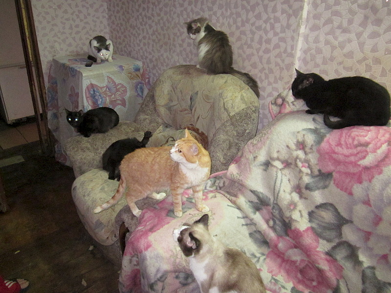 1920 X 1440 657.4 Kb Кошки, коты, нужна помощь!
