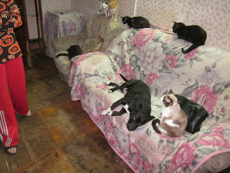 1920 X 1440 792.6 Kb Кошки, коты, нужна помощь!