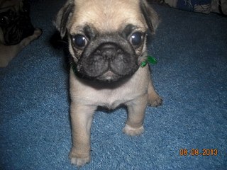 604 X 453  60.1 Kb 130 x 97 604 X 453  46.3 Kb ����� �����! �� ��������!