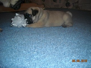 604 X 453  64.4 Kb 604 X 453  60.1 Kb 130 x 97 604 X 453  46.3 Kb ����� �����! �� ��������!