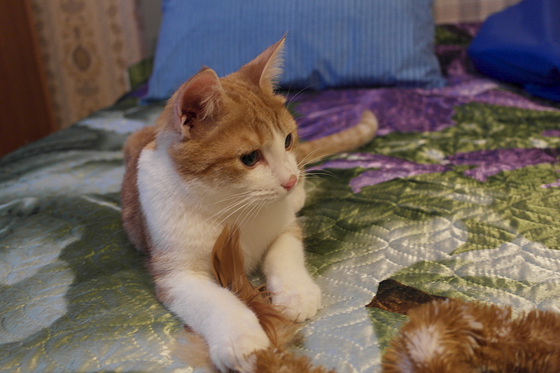 1920 X 1280 880.5 Kb  ,  -    .