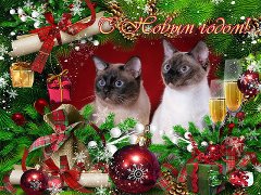 240 x 180 Китайская-хохлатая куколка- Габи и ее детки! У нас родились малыши!