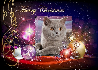 900 X 643 465.4 Kb Курильский бобтейл