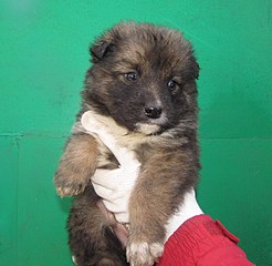 1160 X 1130 326.0 Kb   