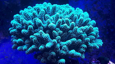 1920 X 1080 320.6 Kb 1920 X 1080 262.7 Kb Глубокое синее море.
