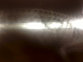 1920 X 1440 391.6 Kb  -  "" -  ,  , ....