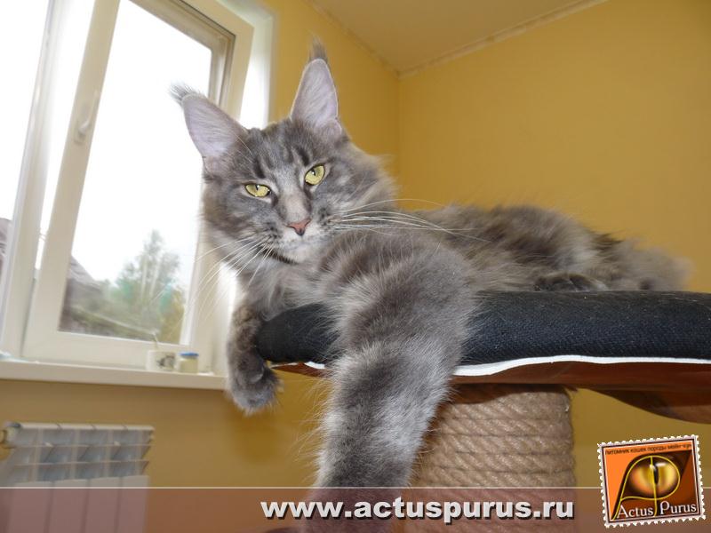 800 x 600 1024 X 682 98.5 Kb 1920 X 969 313.8 Kb 1920 X 1439 427.2 Kb Питомник Мейн-кунов 'Аctus Рurus'. Ласковые ГИГАНТЫ.
