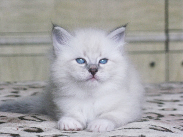 600 x 450 Питомник невских маскарадных кошек 'Страна Сибирия'. СКАЗОЧНЫЕ КОТЯТА ДЛЯ ВАС :)
