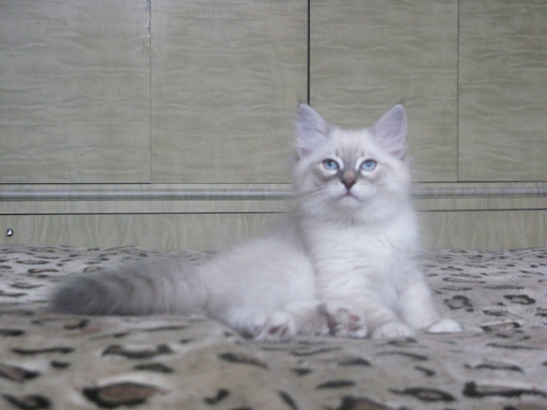 600 x 450 600 x 450 600 x 450 600 x 450 Питомник невских маскарадных кошек 'Страна Сибирия'. СКАЗОЧНЫЕ КОТЯТА ДЛЯ ВАС :)