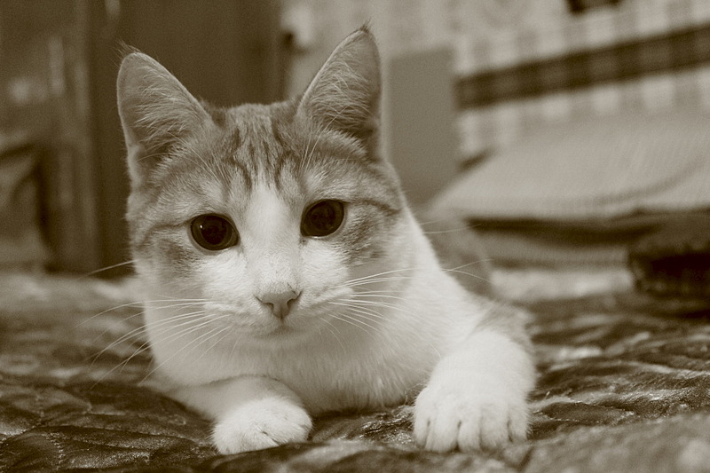 1920 X 1280 524.4 Kb  ,  -    .