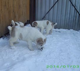 840 X 741  65.5 Kb 961 X 816 150.2 Kb 913 X 738  71.4 Kb 907 X 661  53.5 Kb 1027 X 683  71.6 Kb   