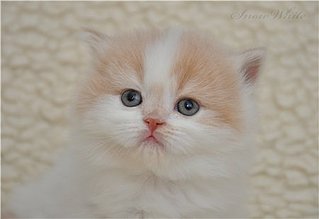 450 X 309 15.3 Kb Длинношерстные бриташки и компания!