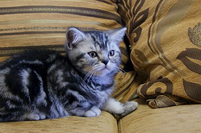 604 X 400  59.3 Kb 604 X 400  56.6 Kb    )