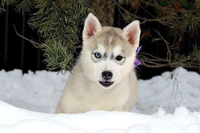 604 X 403  45.9 Kb 452 X 604  58.5 Kb  