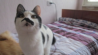 1920 X 1079 429.7 Kb Кот эксклюзивного окраса