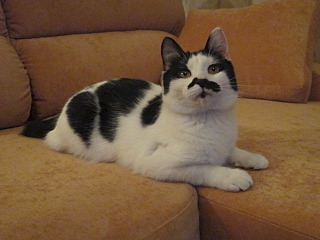 640 X 480 86.7 Kb 1920 X 1079 429.7 Kb Кот эксклюзивного окраса