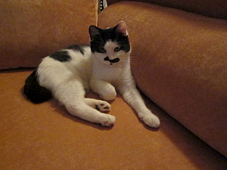 640 X 480 90.2 Kb 640 X 480 81.8 Kb 640 X 480 86.7 Kb 1920 X 1079 429.7 Kb Кот эксклюзивного окраса