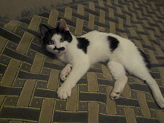 640 X 480 106.3 Kb 640 X 480 90.2 Kb 640 X 480 81.8 Kb 640 X 480 86.7 Kb 1920 X 1079 429.7 Kb Кот эксклюзивного окраса