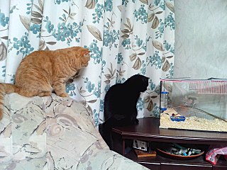 1280 X 960 275.9 Kb 1280 X 960 260.2 Kb 1280 X 926 294.0 Kb Питомник'Gem Sweet'.Любимые британские ПЛЮШКИ.Британские котята: белые,черные,голубые