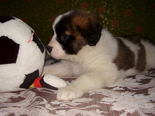 1920 X 1440 653.6 Kb 719 X 656 75.3 Kb 448 X 326 48.7 Kb 300 x 225     