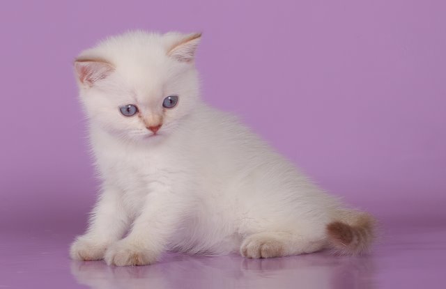 640 x 415 Питомник'Gem Sweet'.Любимые британские ПЛЮШКИ.Британские котята: белые,черные,голубые