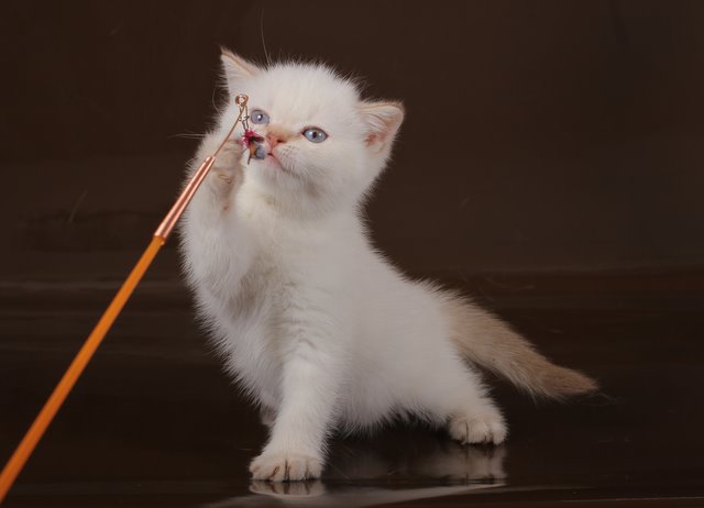 640 x 462 Питомник'Gem Sweet'.Любимые британские ПЛЮШКИ.Британские котята: белые,черные,голубые