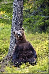 534 X 799 170.4 Kb Кто где встречает Новый год?