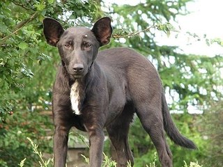 604 X 453  70.9 Kb Кто где встречает Новый год?