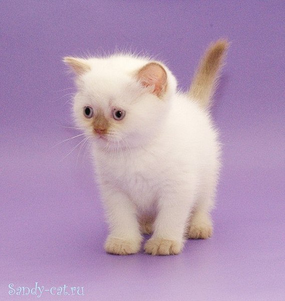 607 X 640 52.6 Kb Питомник'Gem Sweet'.Любимые британские ПЛЮШКИ.Британские котята: белые,черные,голубые