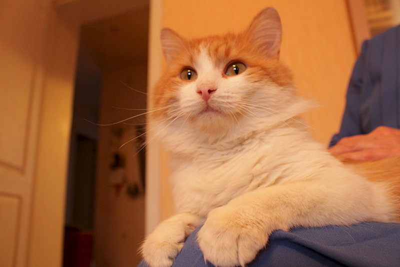 1920 X 1280 395.8 Kb Леопольд, солнечный котик, в очень добрые руки