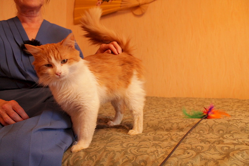 1920 X 1280 452.7 Kb Леопольд, солнечный котик, в очень добрые руки