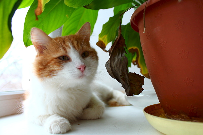 1920 X 1280 386.0 Kb Леопольд, солнечный котик, в очень добрые руки