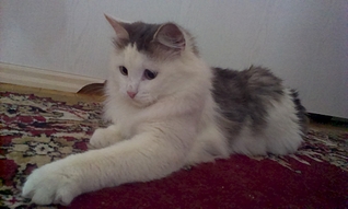 1920 X 1149 981.5 Kb 1920 X 1149 99.1 Kb 1552 X 2592 255.0 Kb 1920 X 1149 166.0 Kb 1920 X 1149 886.1 Kb      !    !