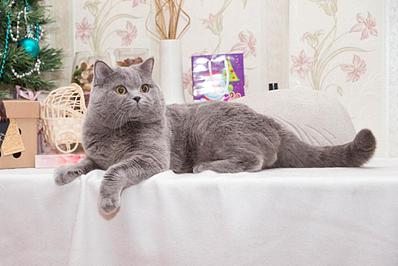 1024 X 683 74.1 Kb Питомник'Gem Sweet'.Любимые британские ПЛЮШКИ.Британские котята: белые,черные,голубые