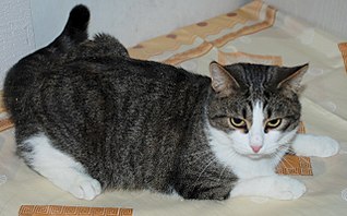 1280 X 795 207.2 Kb Кошки и коты в добрые руки