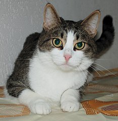 1000 X 1024 156.7 Kb Кошки и коты в добрые руки