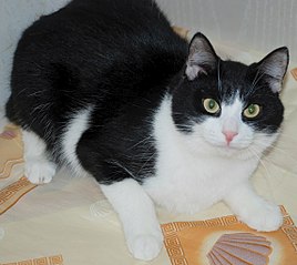1146 X 1024 171.2 Kb Кошки и коты в добрые руки