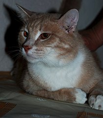 899 X 1024 134.4 Kb Кошки и коты в добрые руки