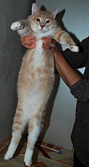 547 X 1024 85.6 Kb Кошки и коты в добрые руки