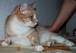 1280 X 884 168.9 Kb Кошки и коты в добрые руки