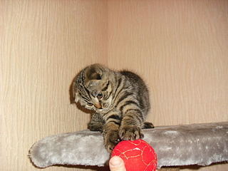 1920 X 1440 674.7 Kb   