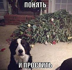 488 X 480 40.4 Kb Смешной пёс Барни