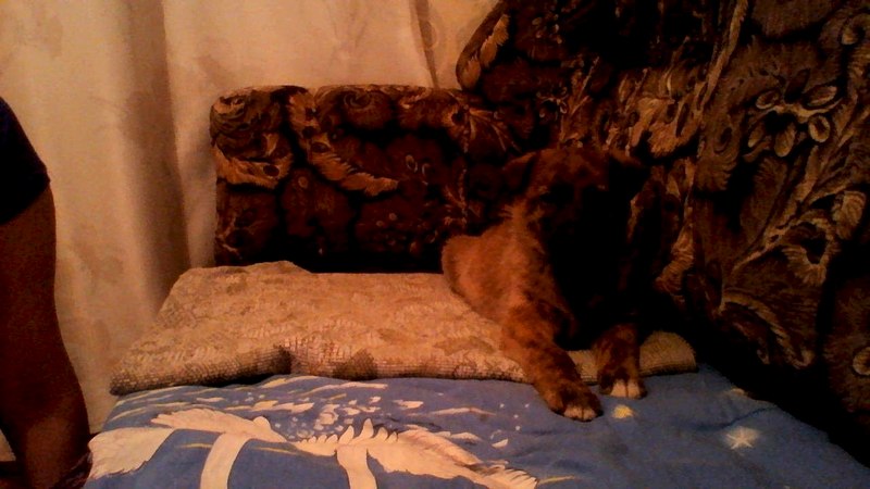 1280 X 720 122.7 Kb ����� � ������ ����(�������)