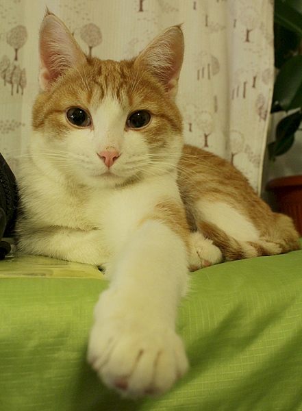 1920 X 2611 224.7 Kb  ,  -    .