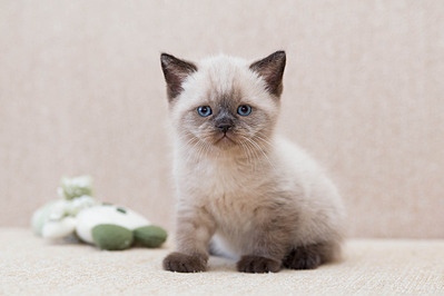 1920 X 1279 323.5 Kb Питомник'Gem Sweet'.Любимые британские ПЛЮШКИ.Британские котята: белые,черные,голубые
