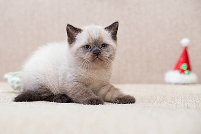 1920 X 1279 357.8 Kb 1920 X 1279 323.5 Kb Питомник'Gem Sweet'.Любимые британские ПЛЮШКИ.Британские котята: белые,черные,голубые