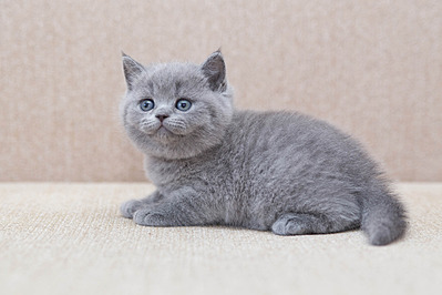1920 X 1280 485.5 Kb Питомник'Gem Sweet'.Любимые британские ПЛЮШКИ.Британские котята: белые,черные,голубые