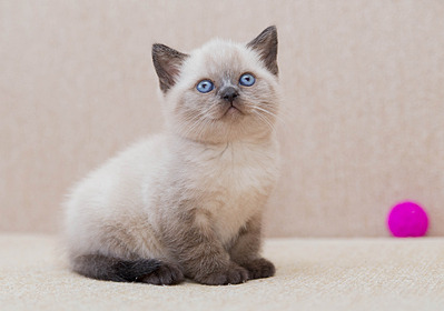 1920 X 1347 392.4 Kb Питомник'Gem Sweet'.Любимые британские ПЛЮШКИ.Британские котята: белые,черные,голубые