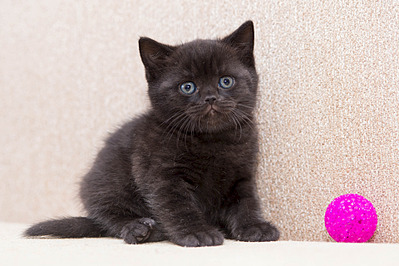 1920 X 1280 661.4 Kb 1920 X 1347 392.4 Kb Питомник'Gem Sweet'.Любимые британские ПЛЮШКИ.Британские котята: белые,черные,голубые